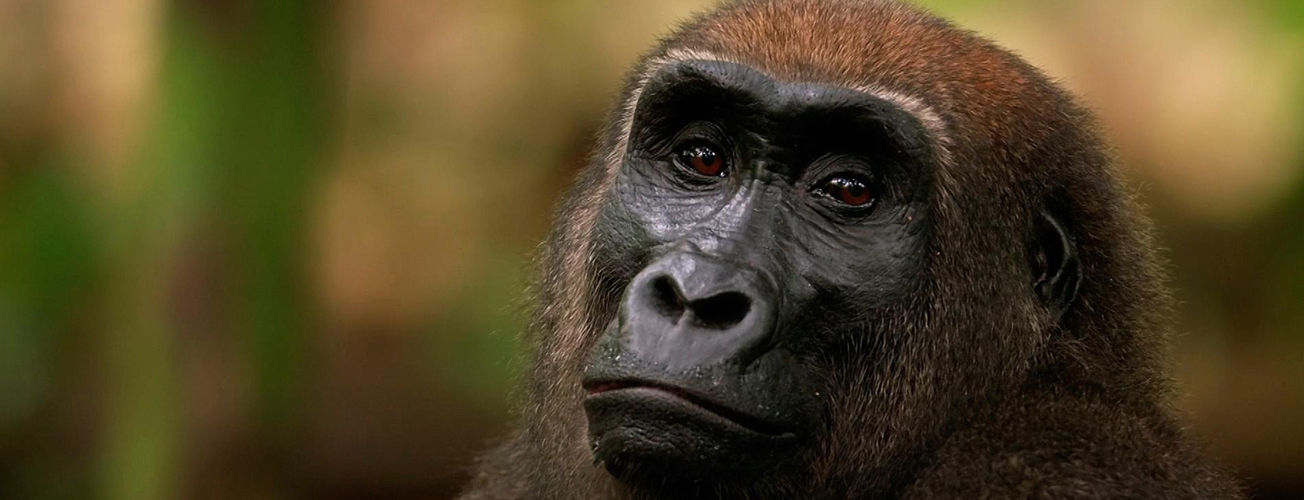Uganda Gorillas & Tanzania Wildlife - 9 Days
