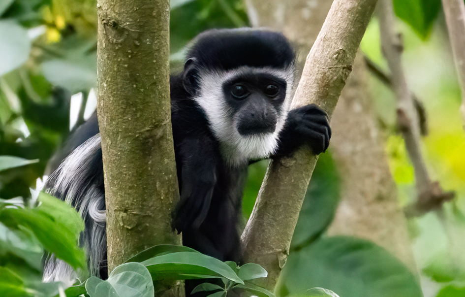 Arusha National Park what to see