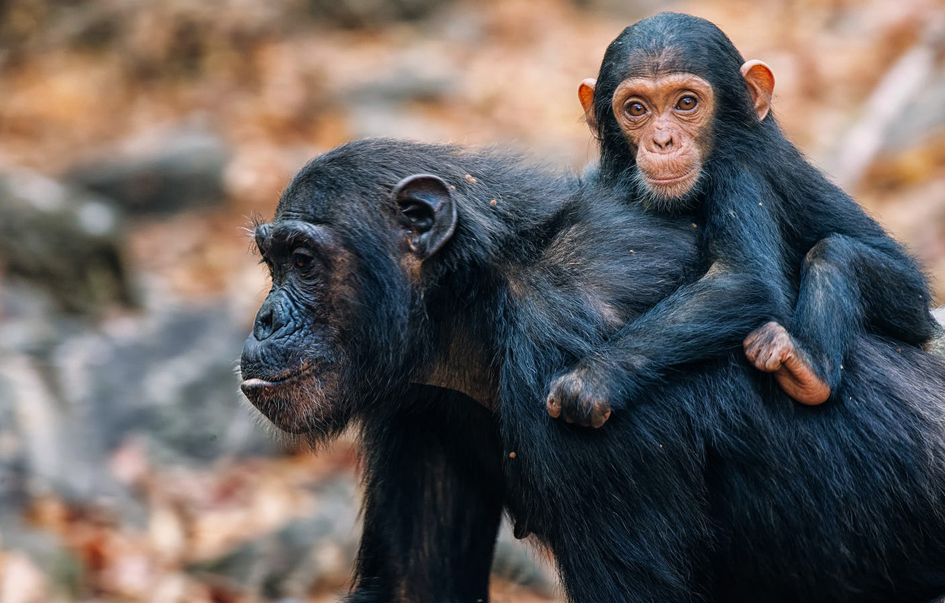 Gombe National Park Activities