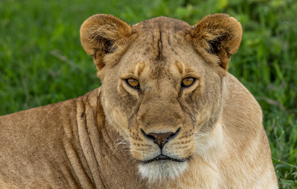 Katavi National Park What to See