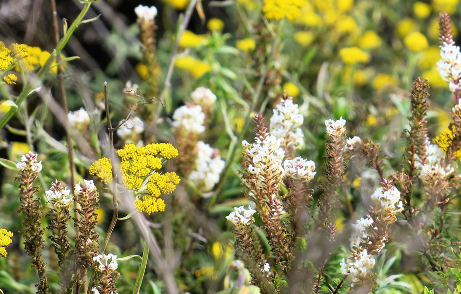 Kitulo National Park What to See