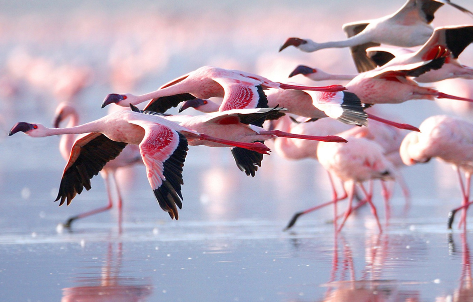 Lake Natron What to see