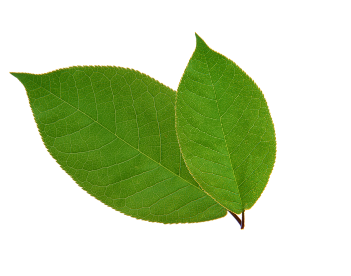 Leaf