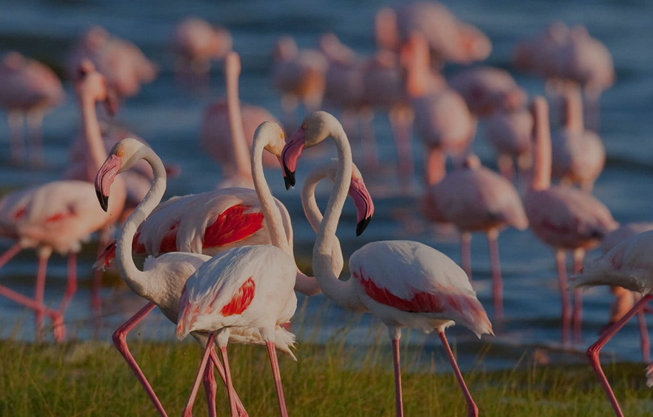 Manyara National Park What to see