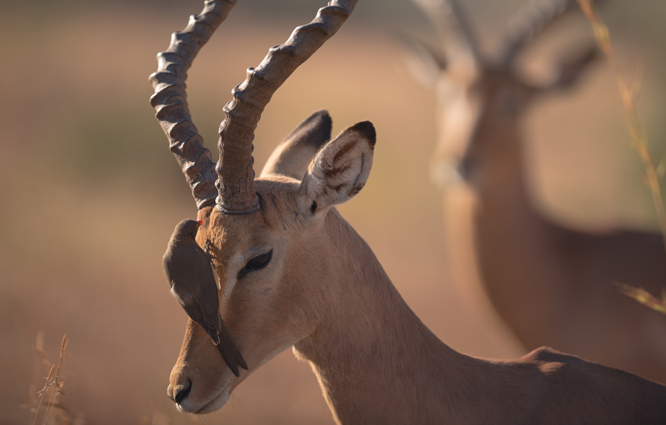 Manyara National Park When to Visit