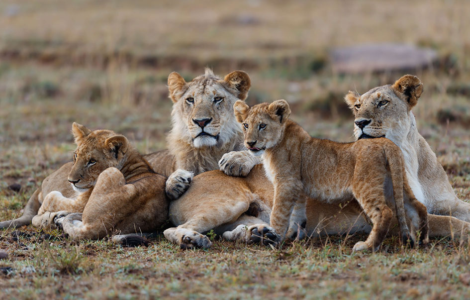 Mara-River-Crossing-day-4-5