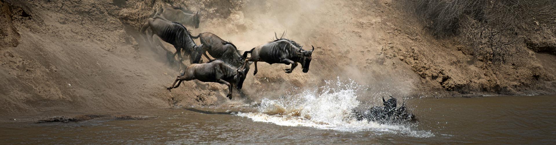 Migration-Safari-for-July-October-header-bg