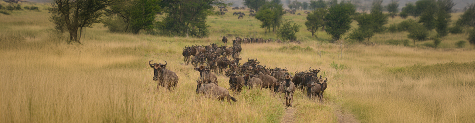 Migration-Safari-for-June-header-bg