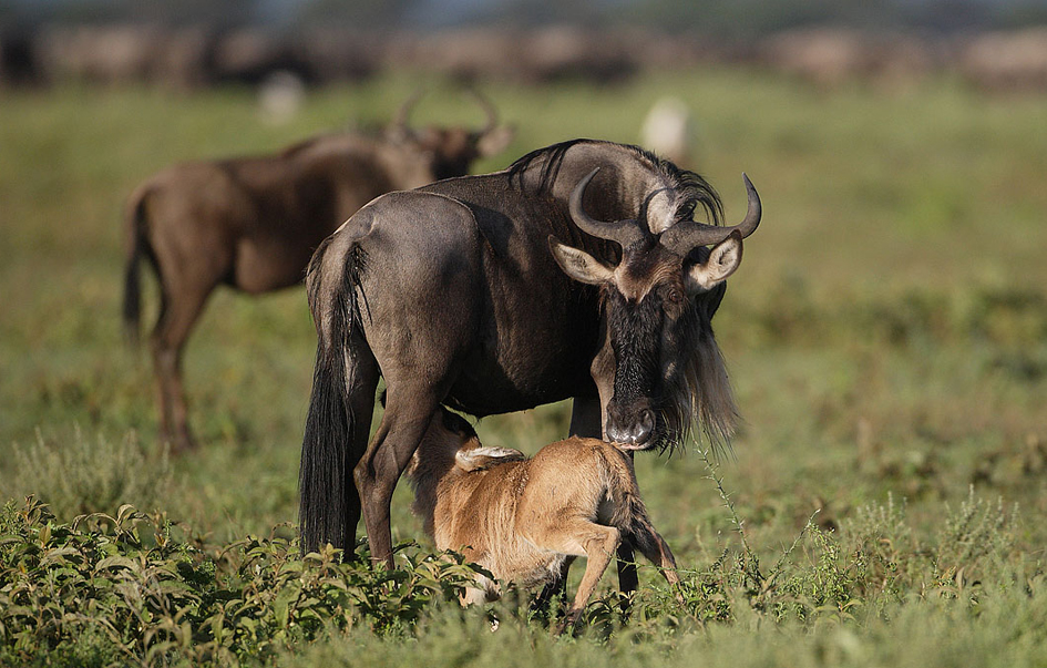 Ndutu Game Area What to See