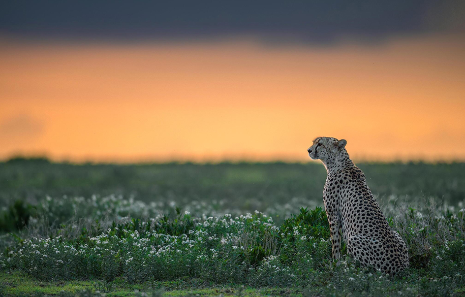 Ndutu Game Area When to Visit