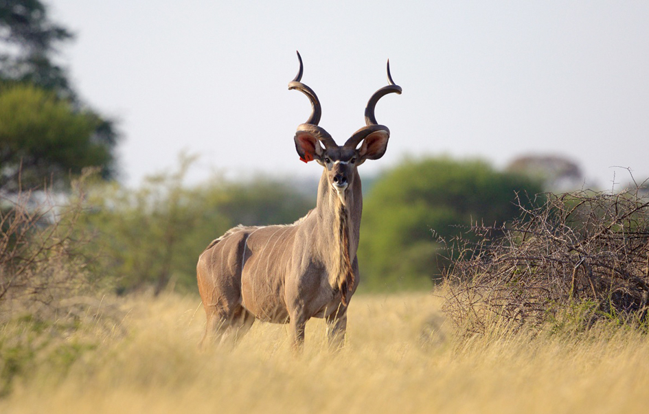 Ruaha National Park What to See