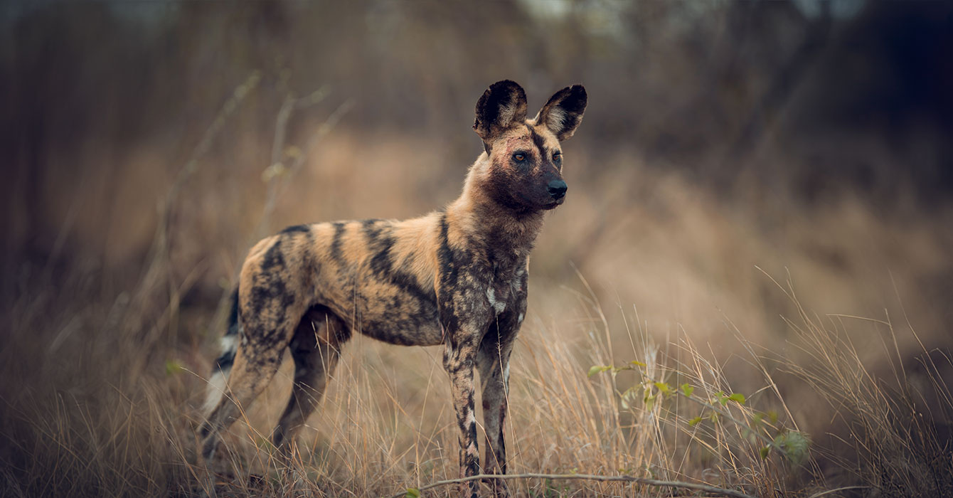 Ruaha-National-Park