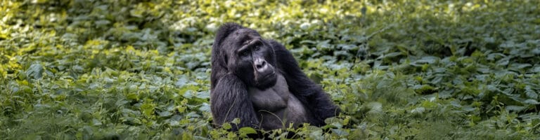 Gorilla in Rwanda forest
