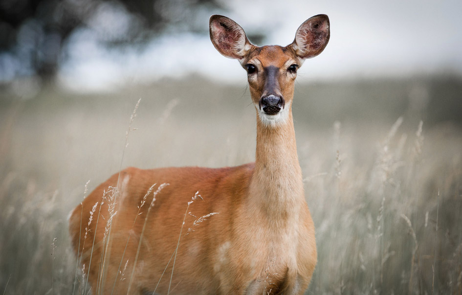 Tarangire National Park Areas Activities