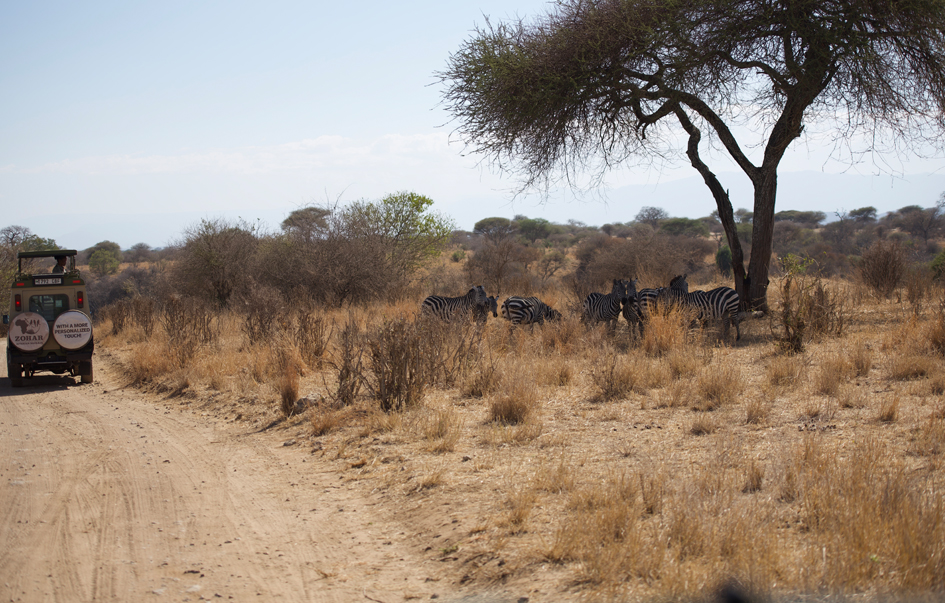 Tarangire National Park When to Go