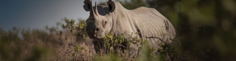Rhino seen in a safari in Tanzania
