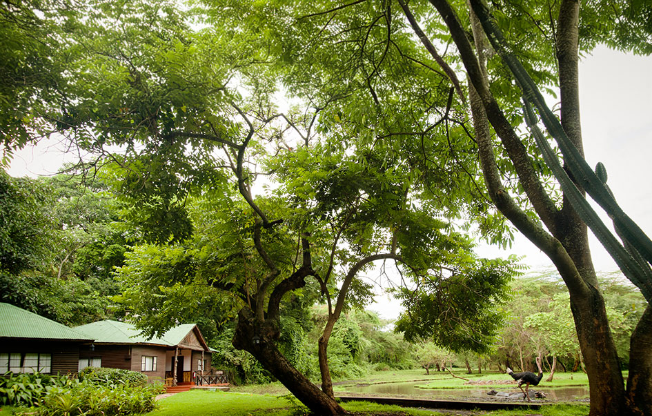 wildlife-culture-zanzibar-mt-meru-game-lodge