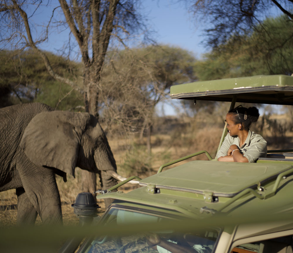 Wildlife-Viewing