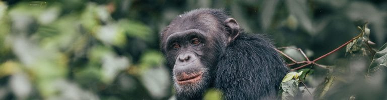 A chimpanzee in the jungle