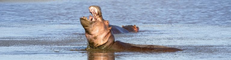 A hipo in the waters of Katavi National Park