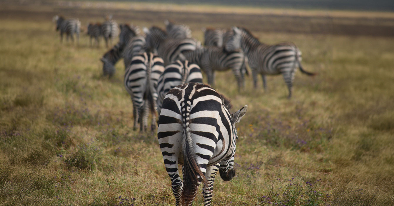 katavi-national-park-top-img