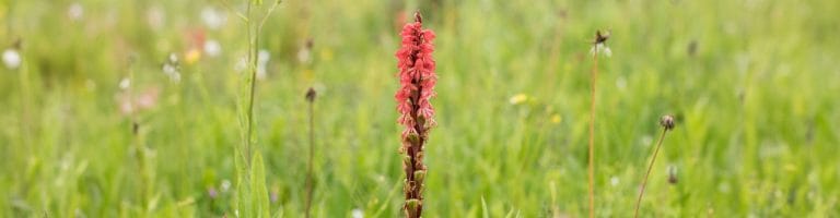 A flower at Kitulo National Park