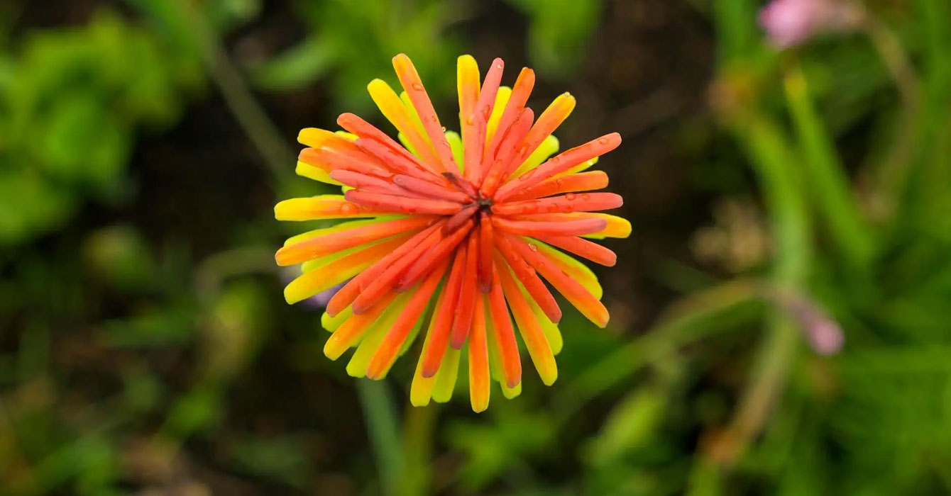 kitulo-national-park