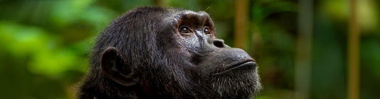 A beautiful primate at Mahale National Park
