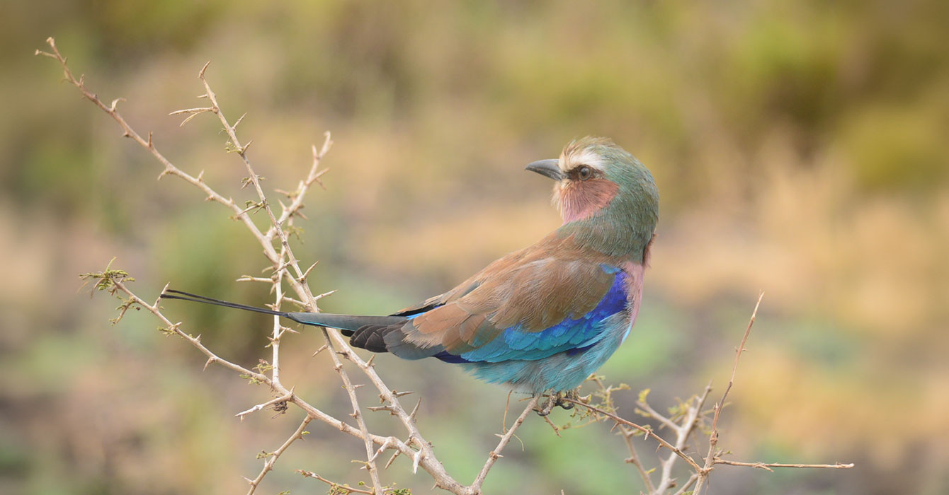 manyara-national-park