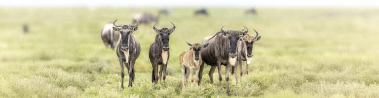 Wildebeest during Calving season