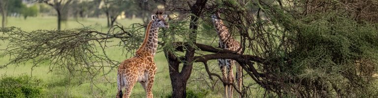 A giraffe at Mikumi Park