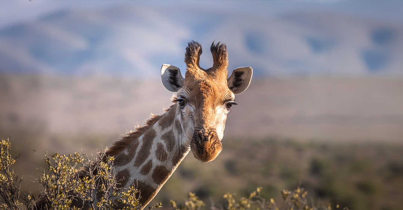 mkomazi-national-park