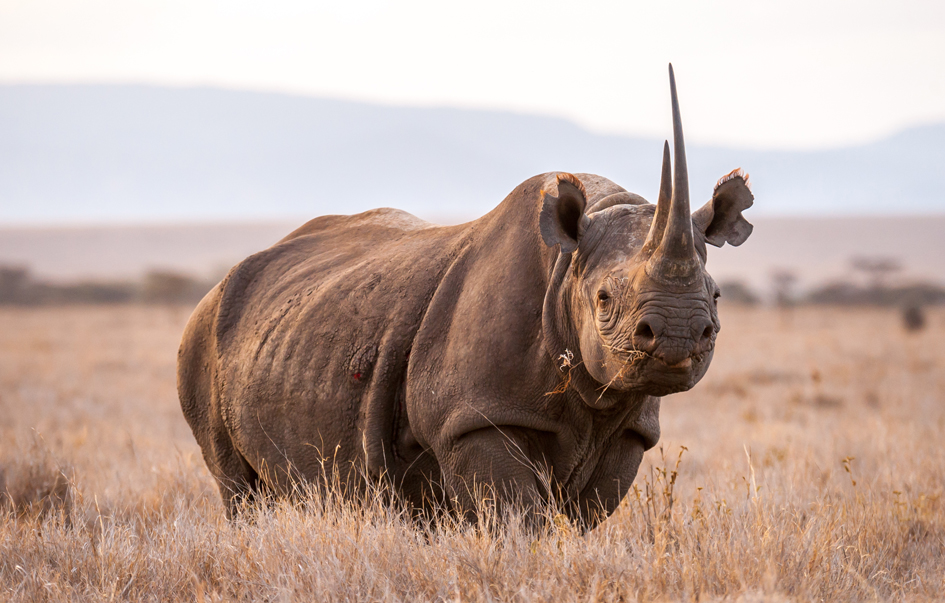 ngorongoro-What-to-See