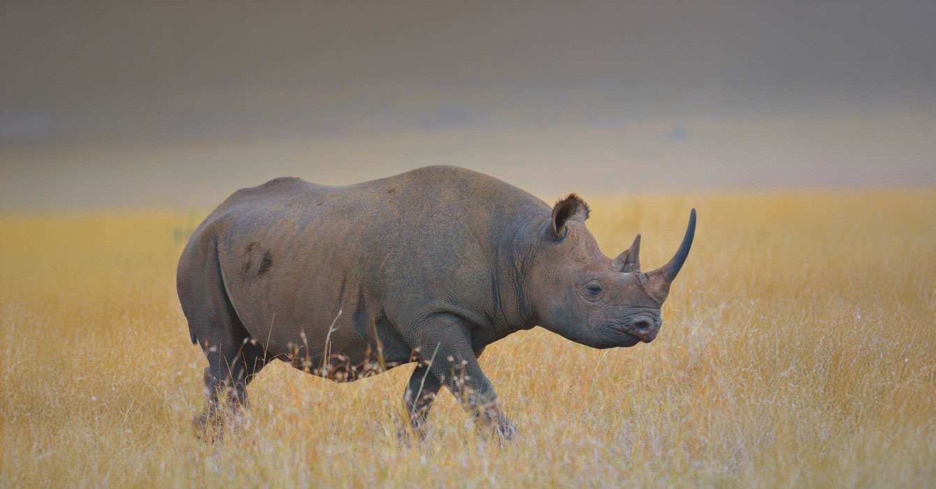 ngorongoro-crater