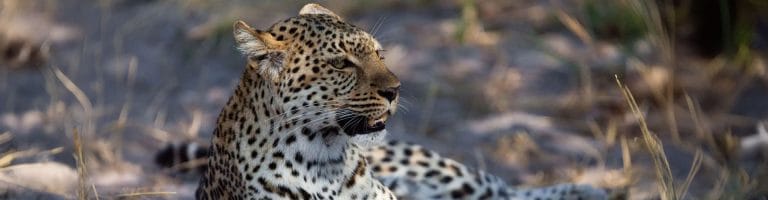 A cheetah