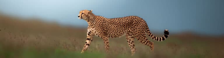 ruaha national park