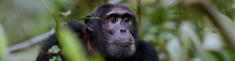 A chimpanzee at Rubondo Island forest