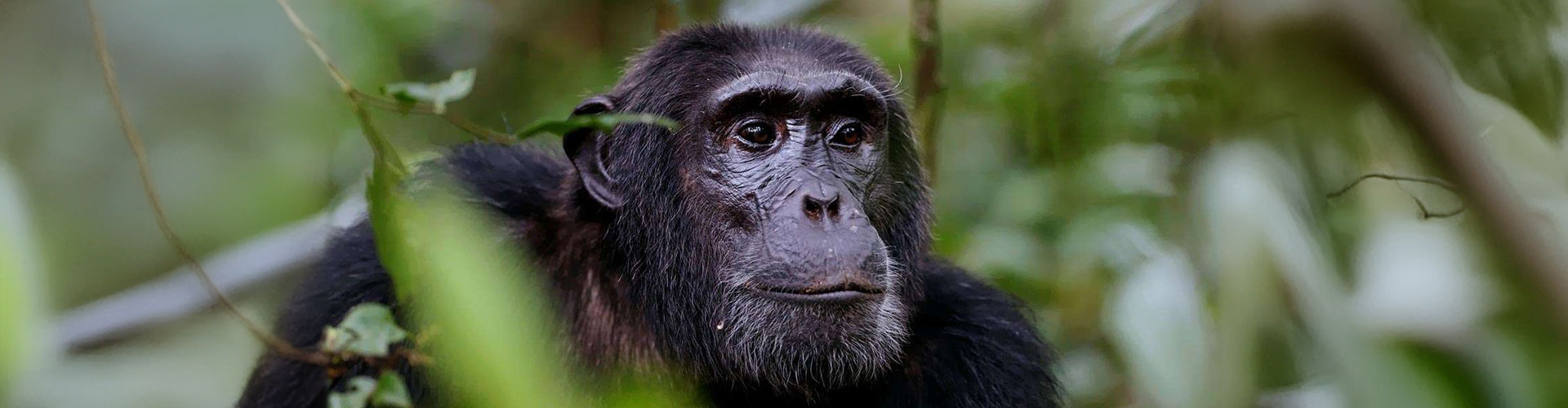 A chimpanzee at Rubondo Island forest