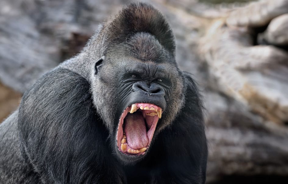 Rwanda-Gorillas-Tanzania-Wildlife-day