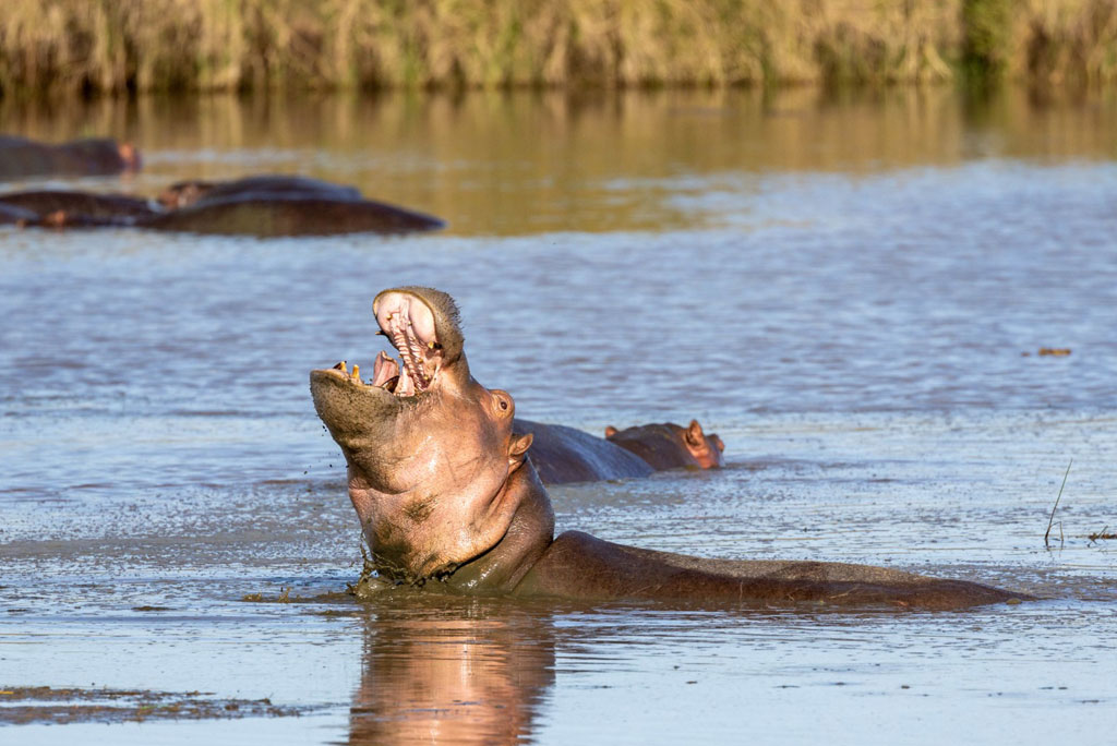 serengeti-safari-img