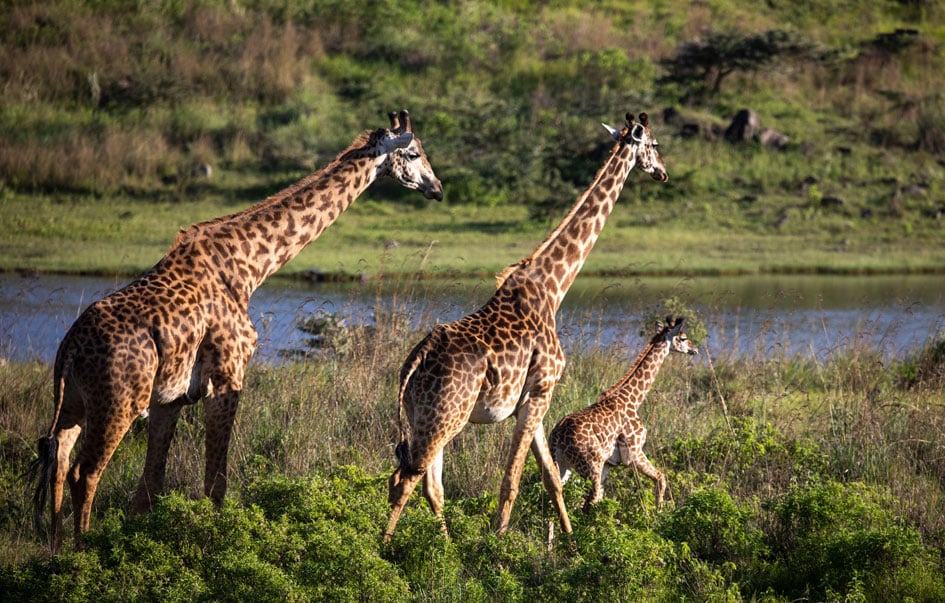 tanzania family safari days