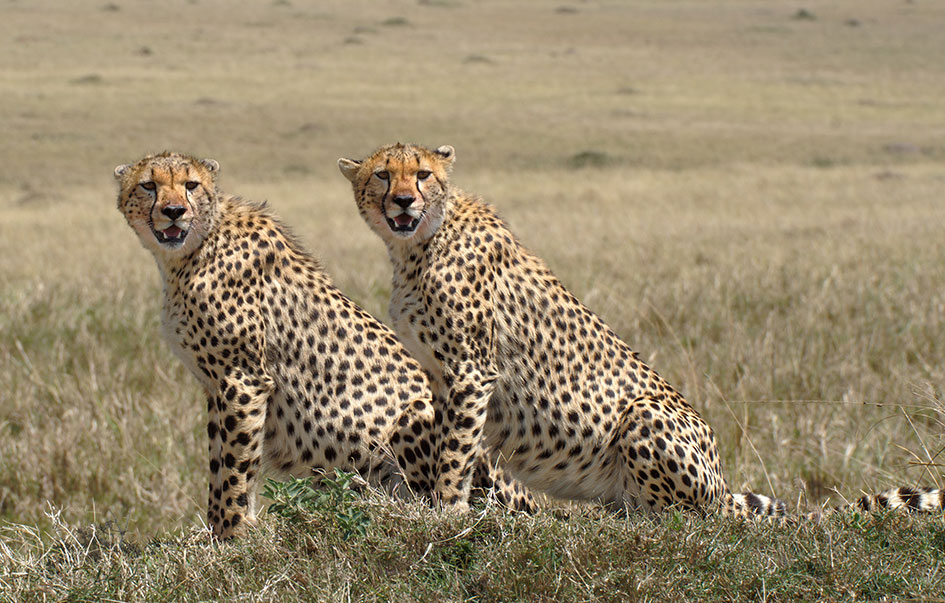 tanzania-honeymoon-luxury-safari-7_day-4