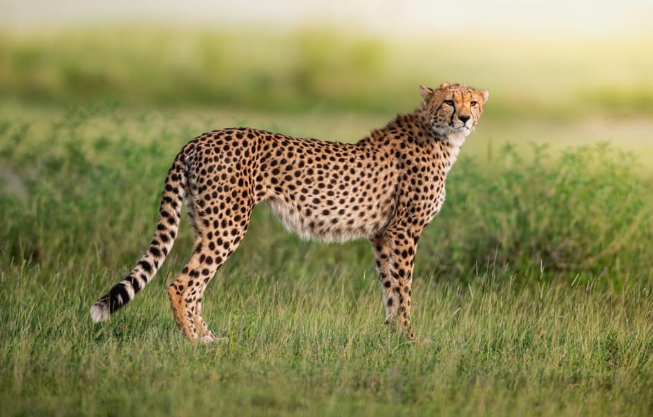 Tanzania-Photographic-Safari-day-12