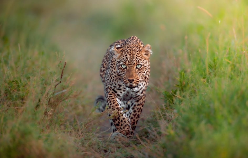 Tanzania-Photographic-Safari-day-6-11
