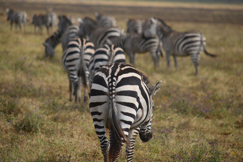 tanzania-safari-discover-tanzania-3