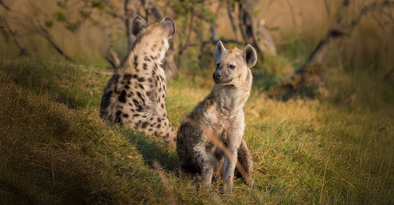 tarangire-national-park-top_img