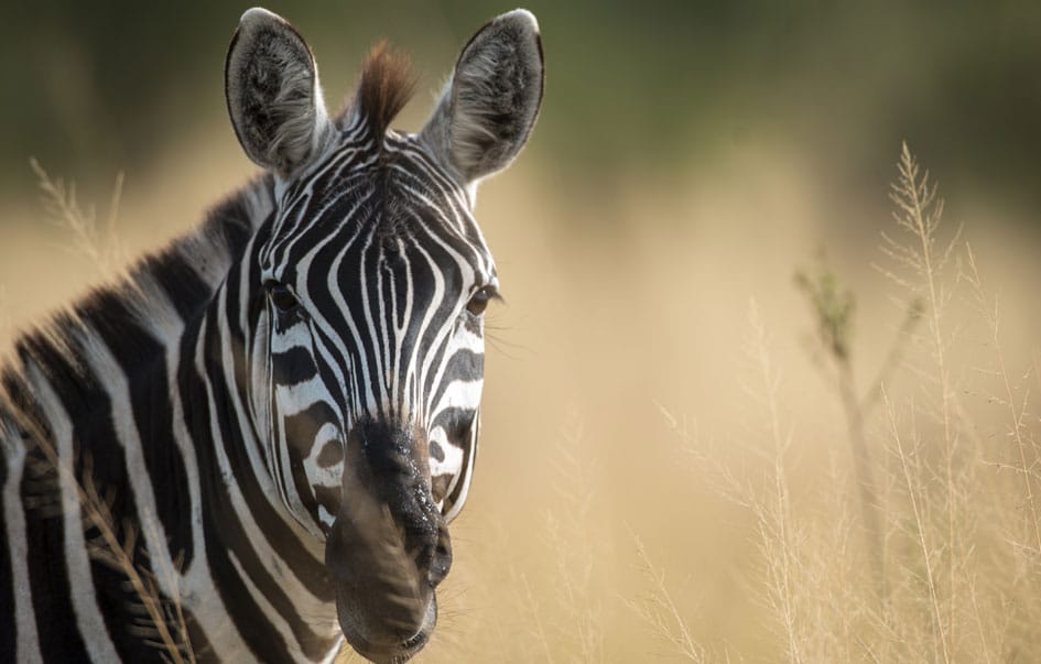 the best of northern tanzania 7 days 1