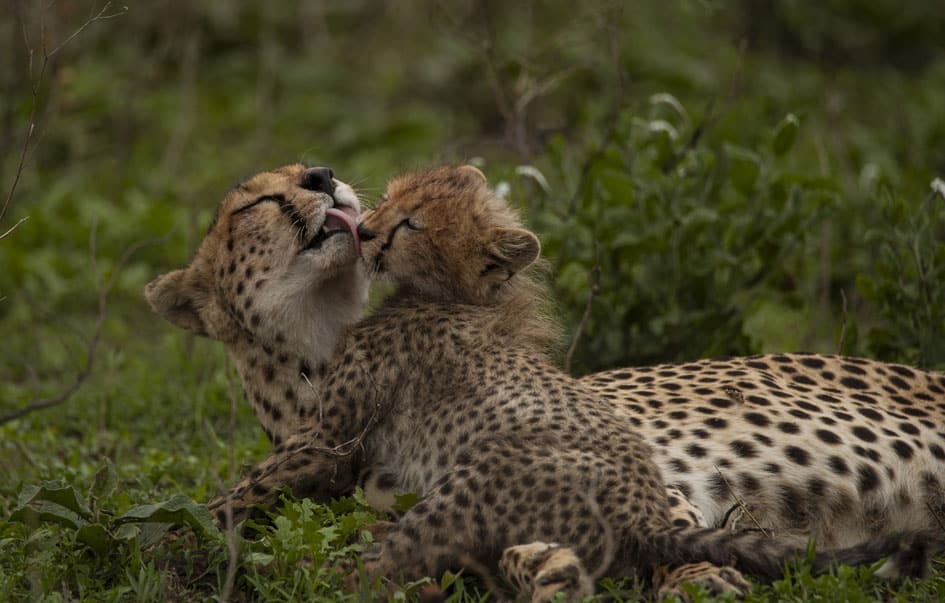 the best of northern tanzania 7 days 7