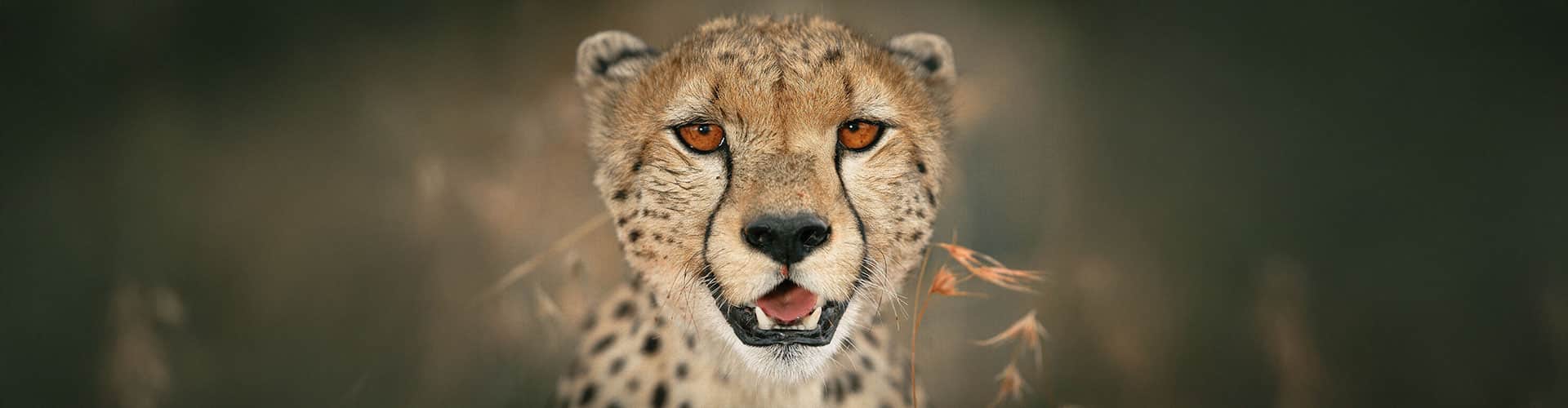 banner of the best of northern tanzania package