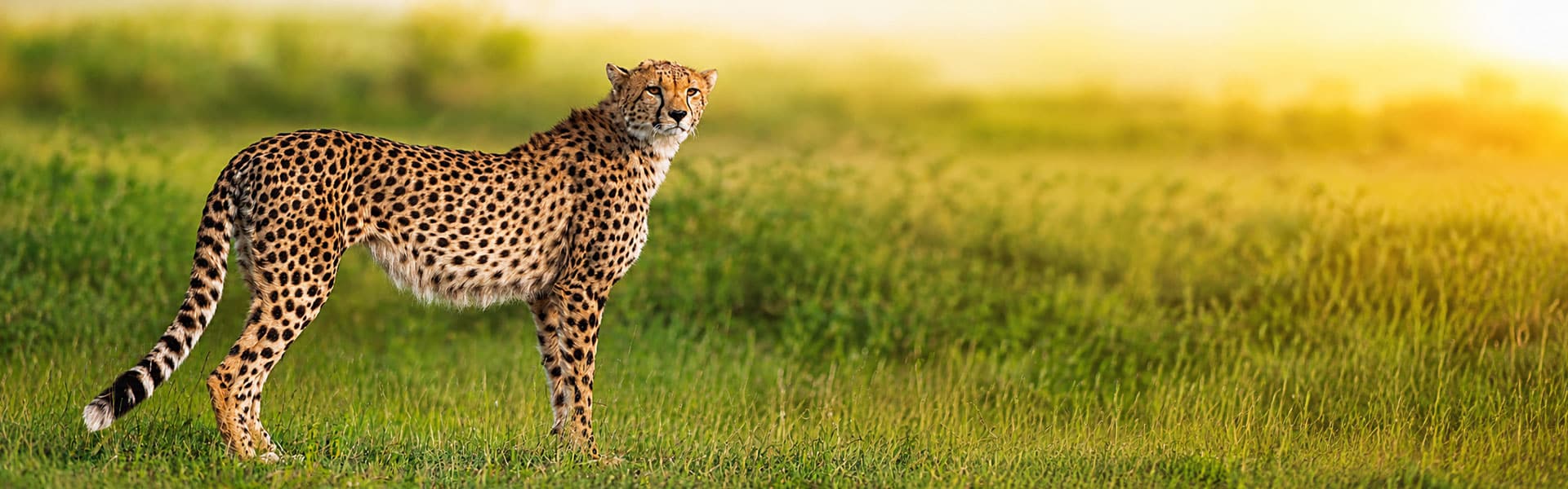 the best of northern tanzania 7 days banner